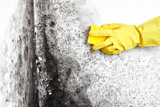Best Mold Remediation  in Lenox, IA