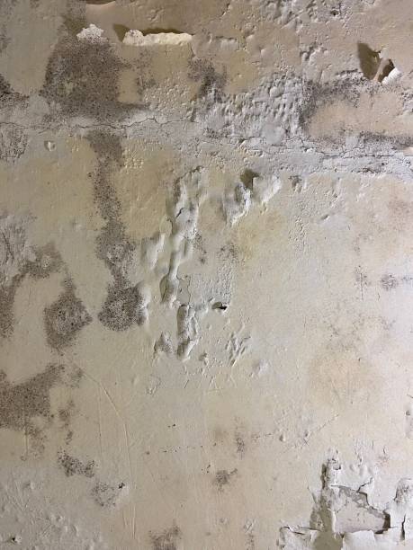 Best Mold Removal Specialists  in Lenox, IA