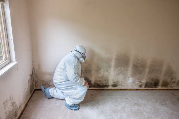 Best Emergency Mold Removal  in Lenox, IA