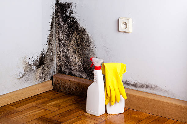 Professional Mold Removal in Lenox, IA