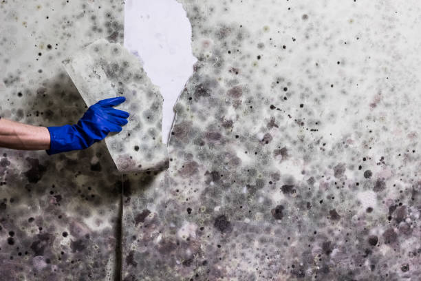 Best Mold Damage Repair  in Lenox, IA