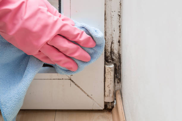 Best Fast Mold Removal  in Lenox, IA