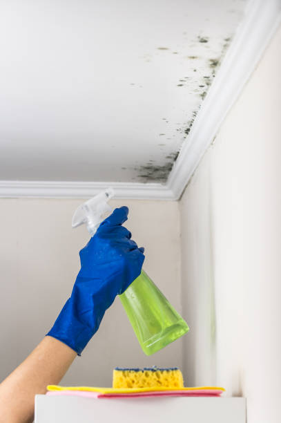 Best Certified Mold Removal  in Lenox, IA